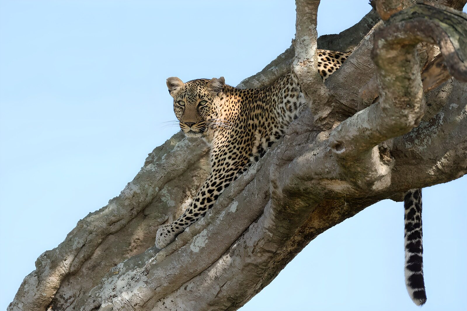 PDGIT5321728: Leopardo sospeso tra legno e cielo