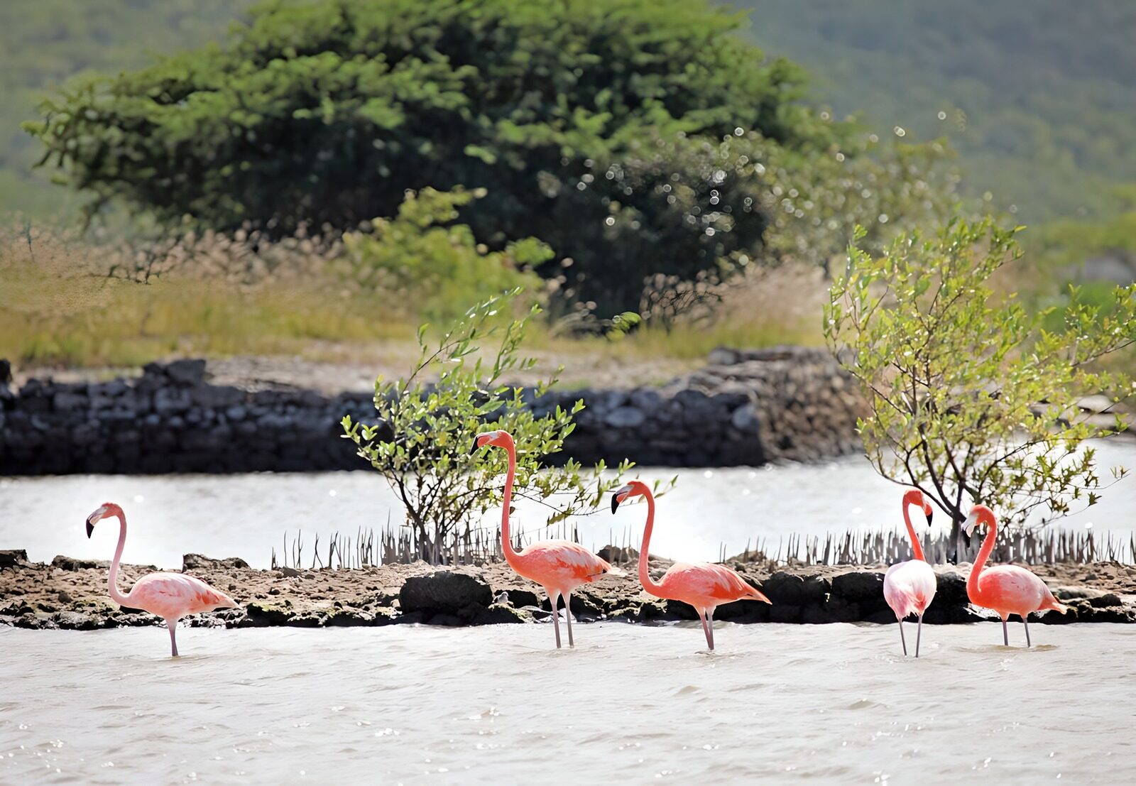 PDGIT5538881: Cinque fenicotteri rosa nell'acqua bassa