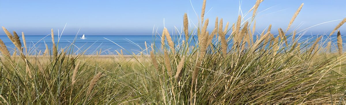 PDGIT9475435: Erba delle dune e mare d'estate