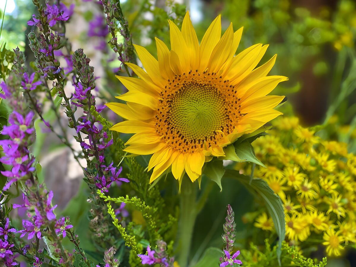 PDGIT9641746: Girasole e fiori viola nella luce estiva