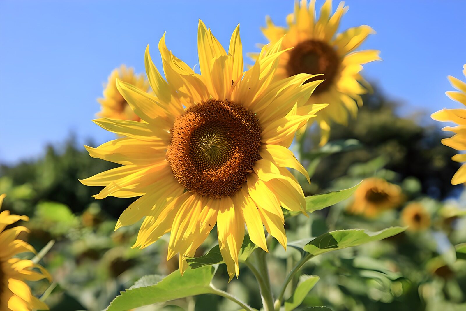 PDGIT1682512: Girasole in primo piano al sole