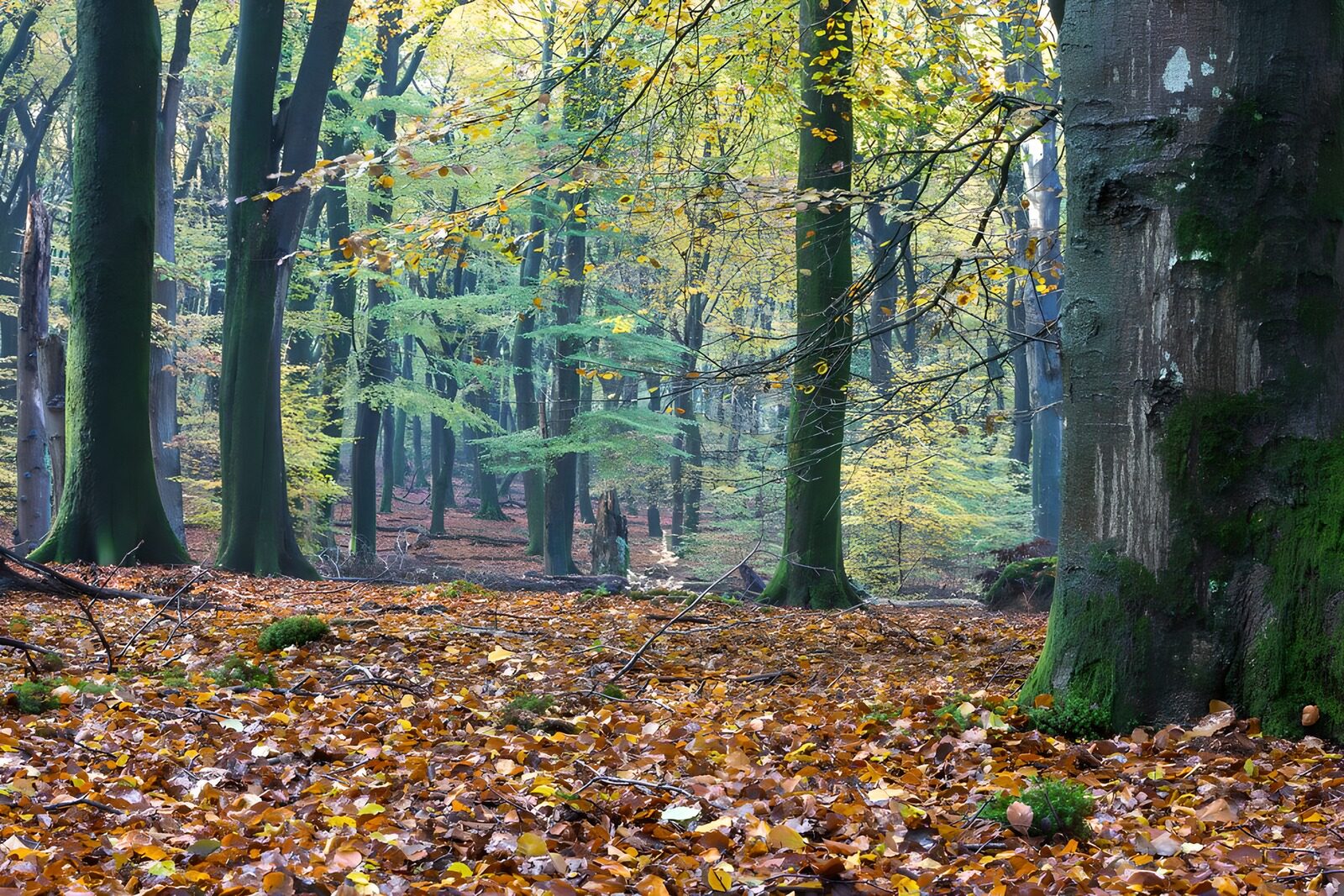 PDGIT5889464: Bosco d’autunno dal tappeto di foglie