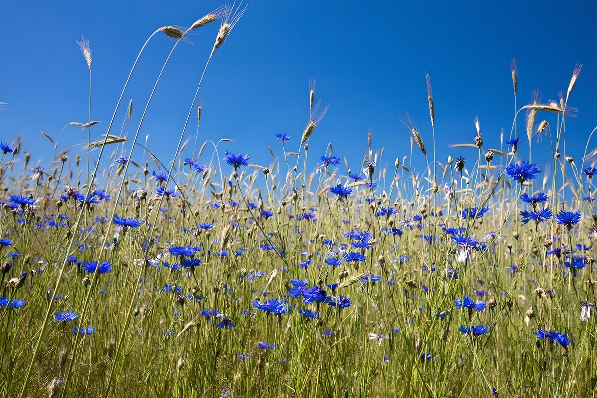 Fiordalisi blu tra erbe dorate