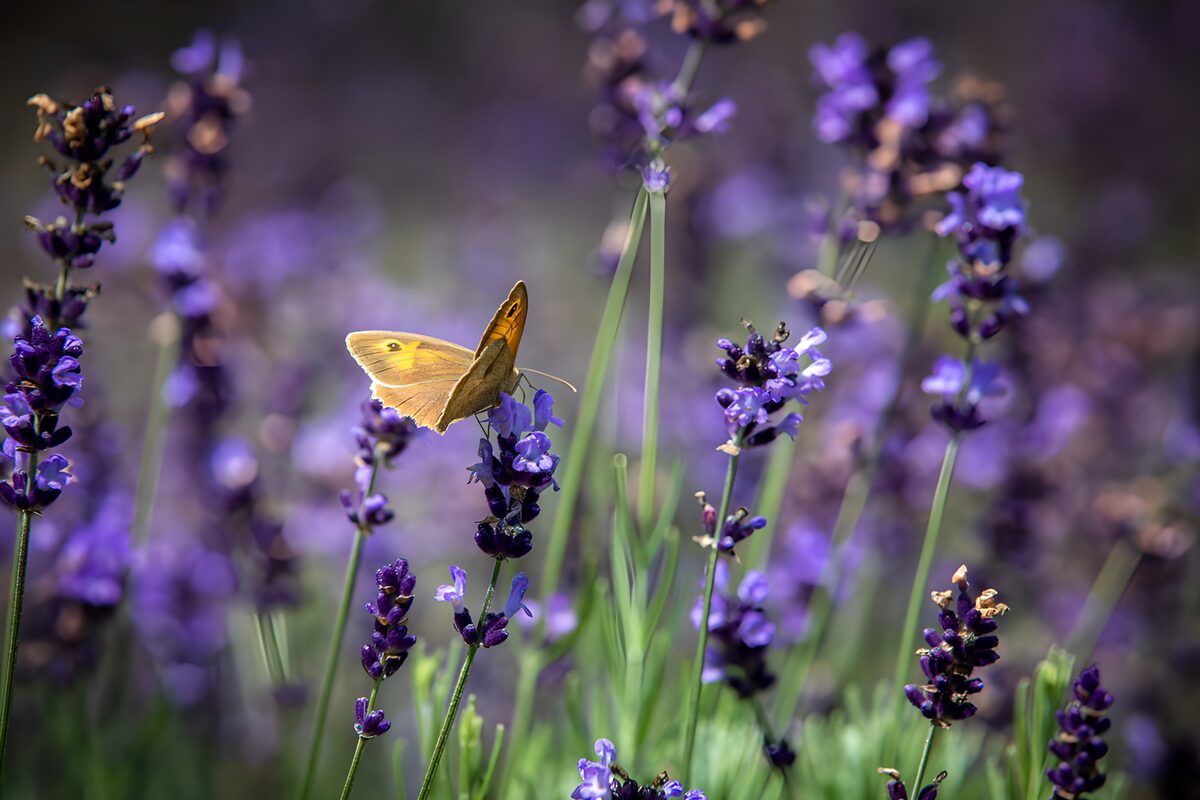 Farfalla dorata sulla lavanda
