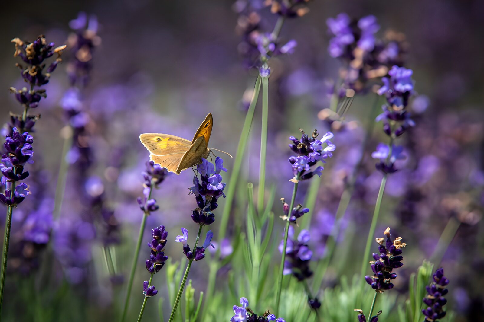 PDGIT5383409: Farfalla dorata sulla lavanda