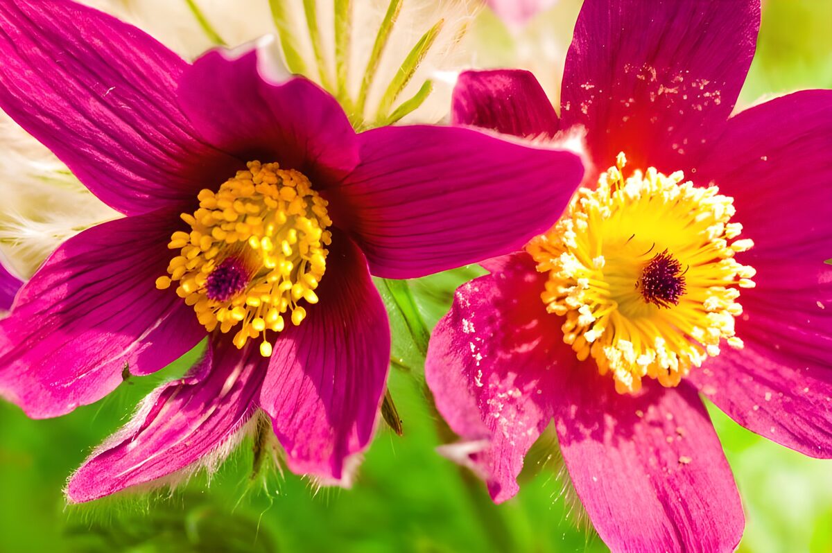 PDGIT9597678: Due fiori magenta al sole
