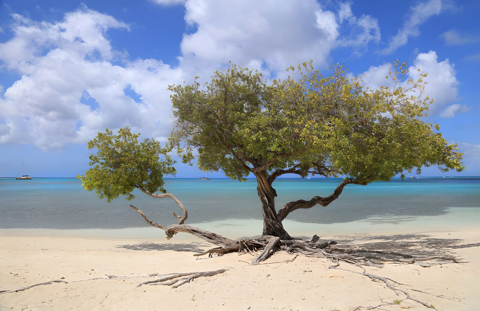 PDGIT7149364: Albero sulla spiaggia, mare turchese