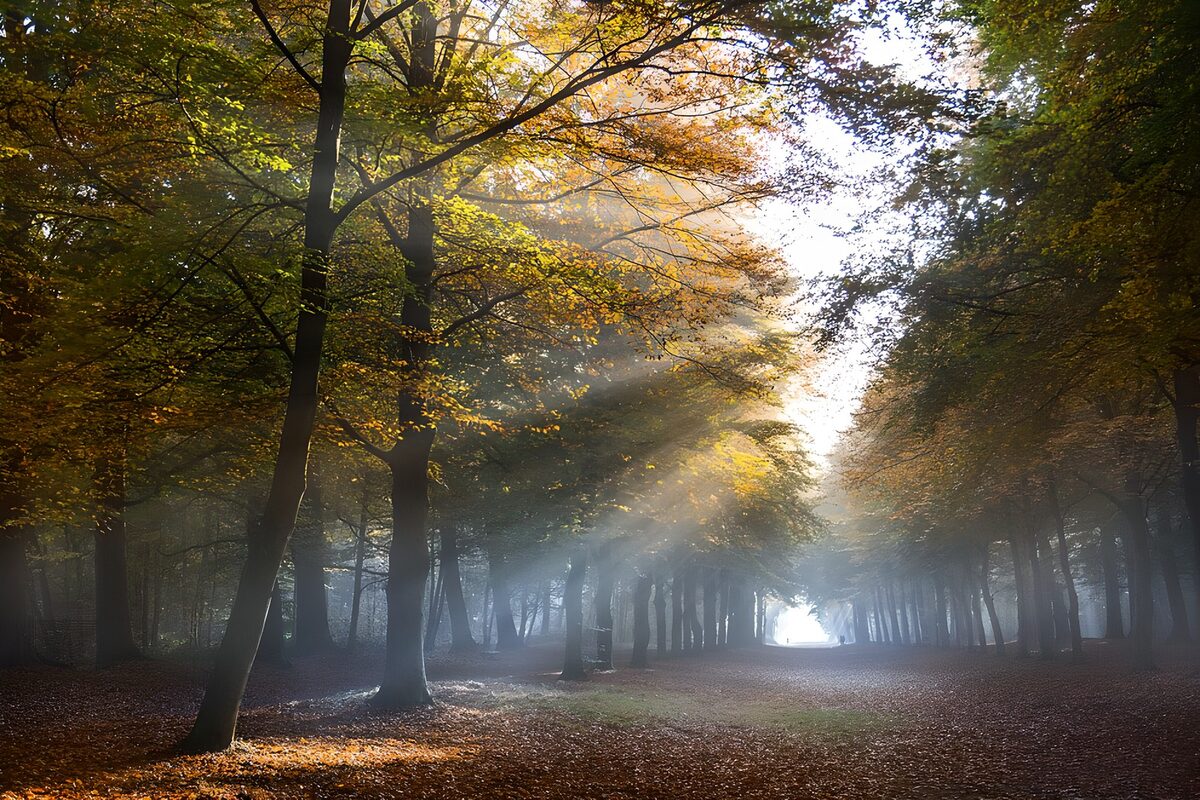 Viale d’autunno tra nebbia e sole