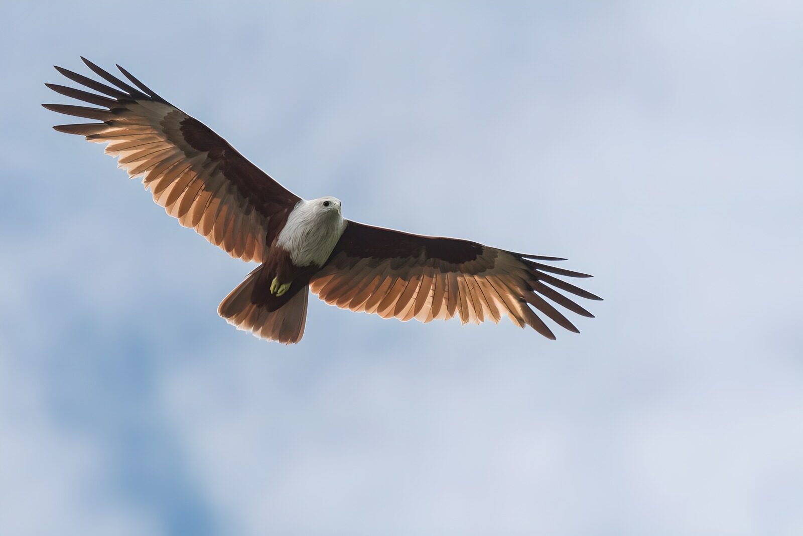 PDGIT4700829: Rapace ad ali spiegate nel cielo chiaro