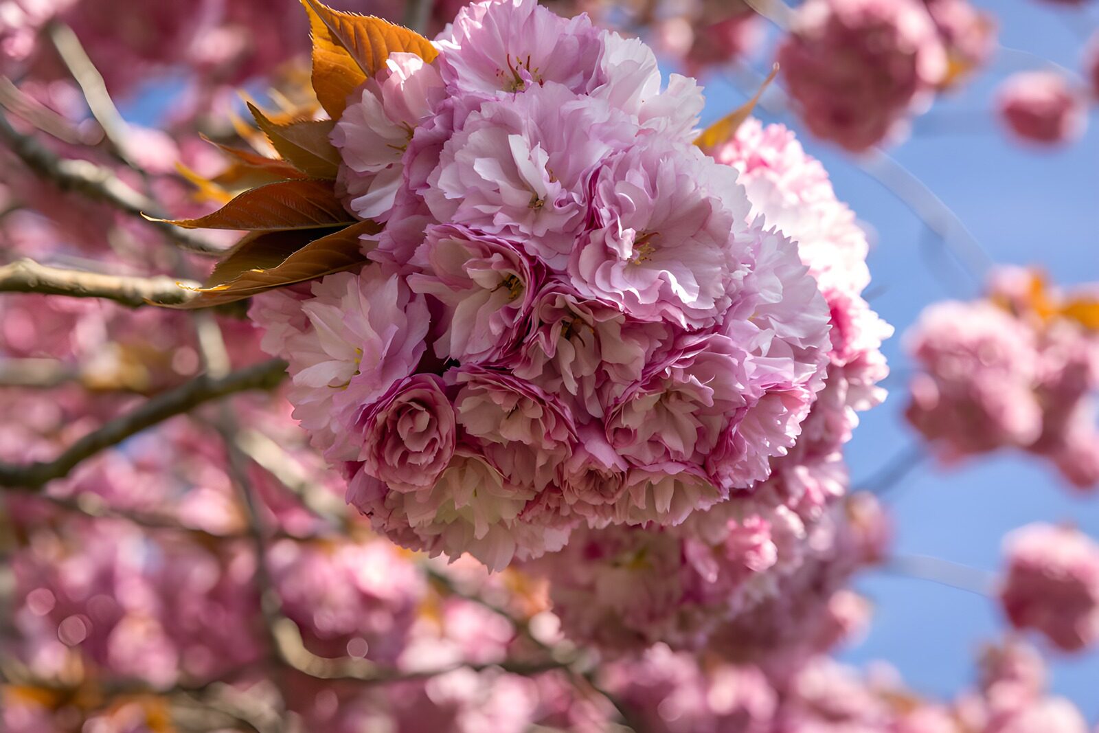 PDGIT2680286: Ciliegio in fiore, una nuvola rosa