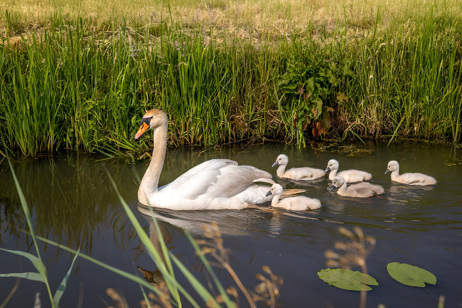 PDGIT9046618: Cigno reale con cinque piccoli sull’acqua