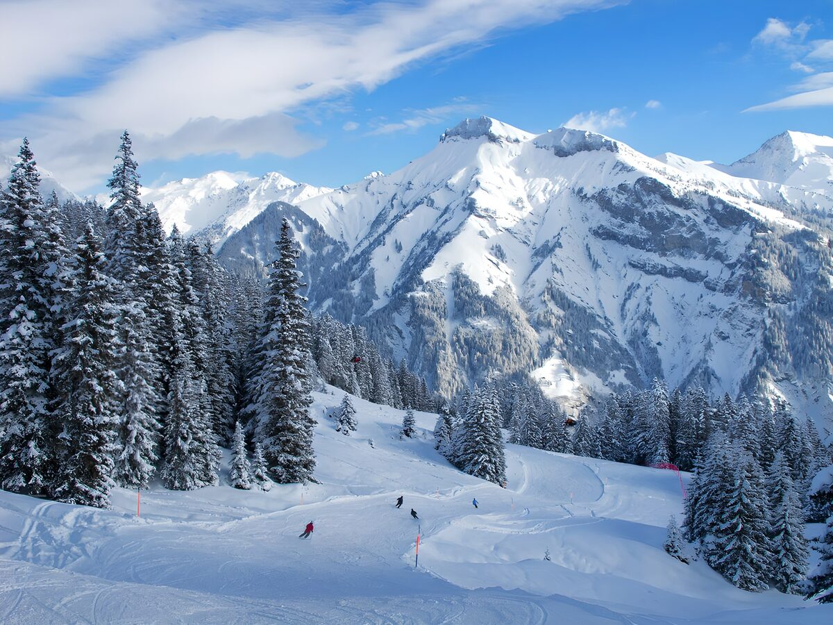 PDGIT2642365: Pista da sci tra le conifere innevate
