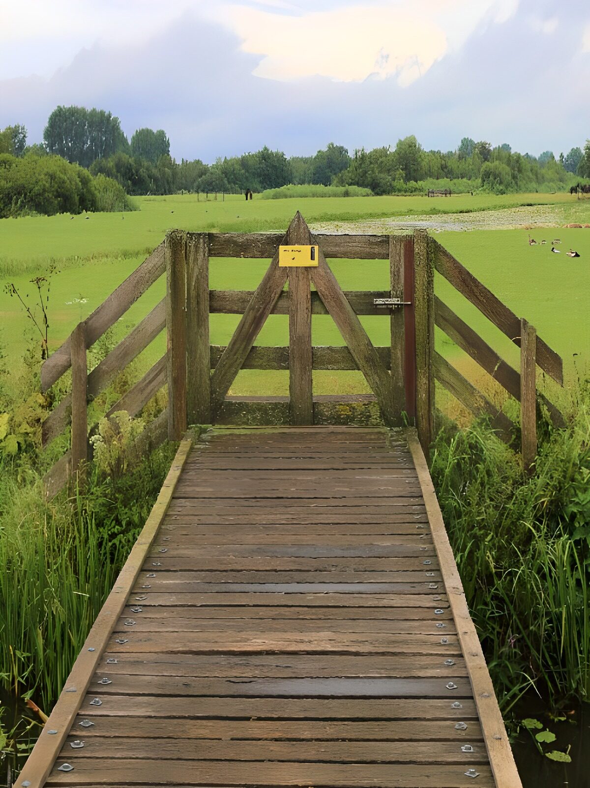 PDGIT6883440: Passerella e cancello sulla palude