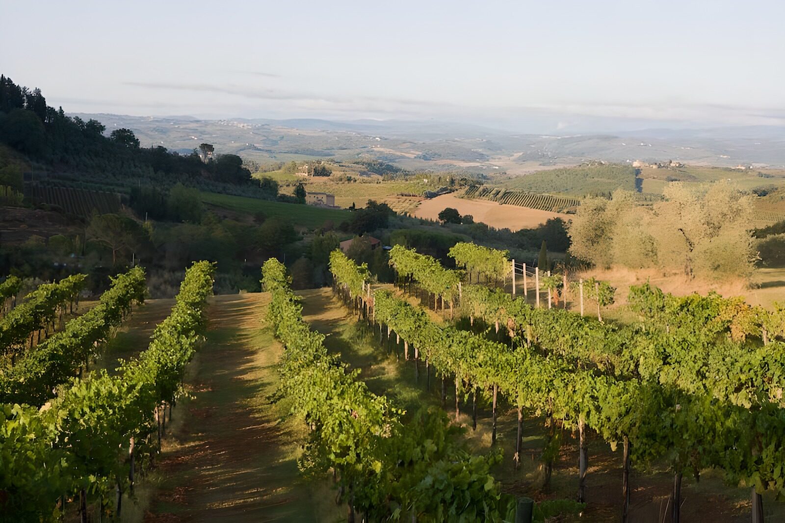 PDGIT4490176: Vigneto in collina nella luce dorata