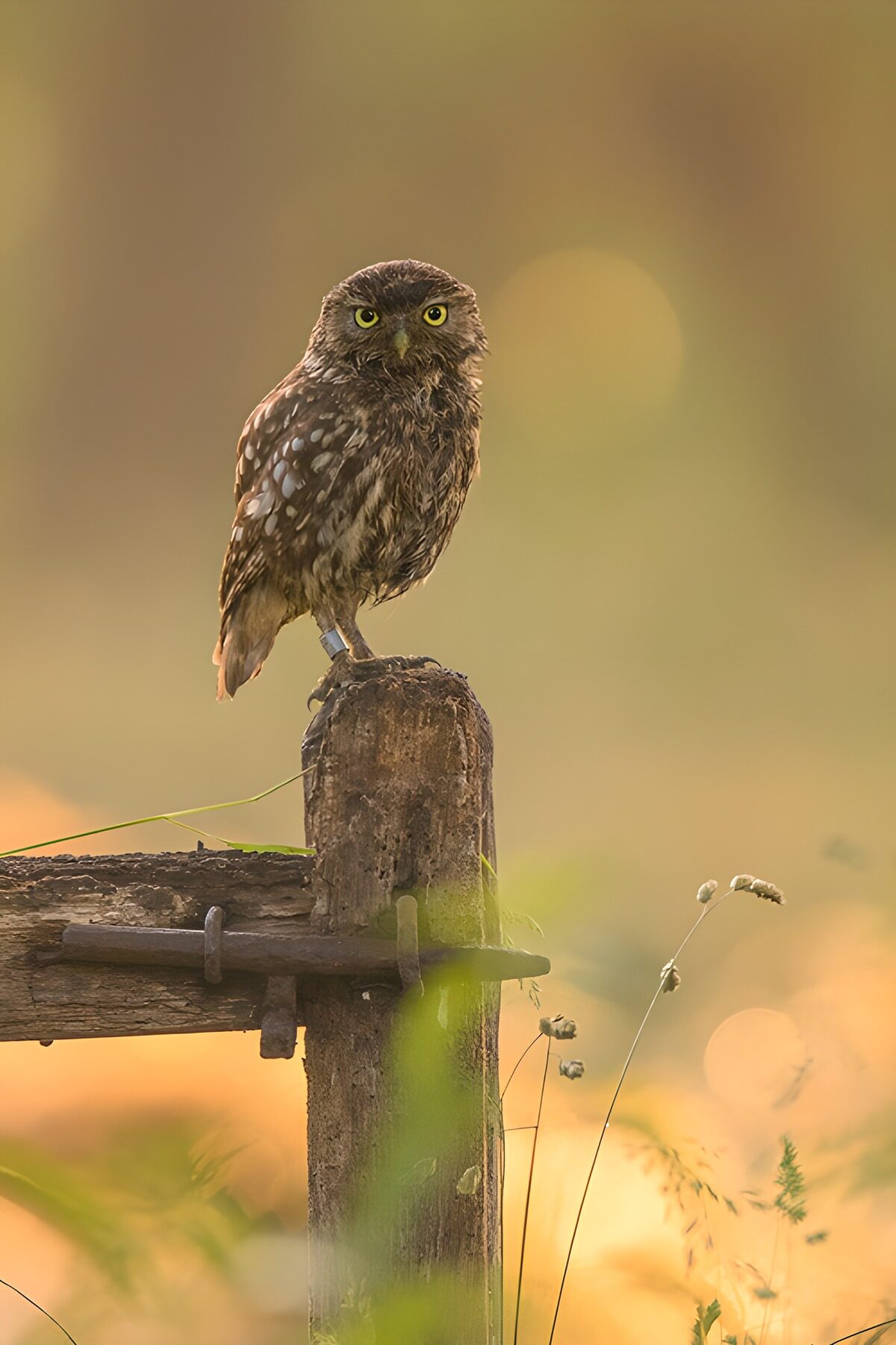 Piccolo gufo sul palo di legno