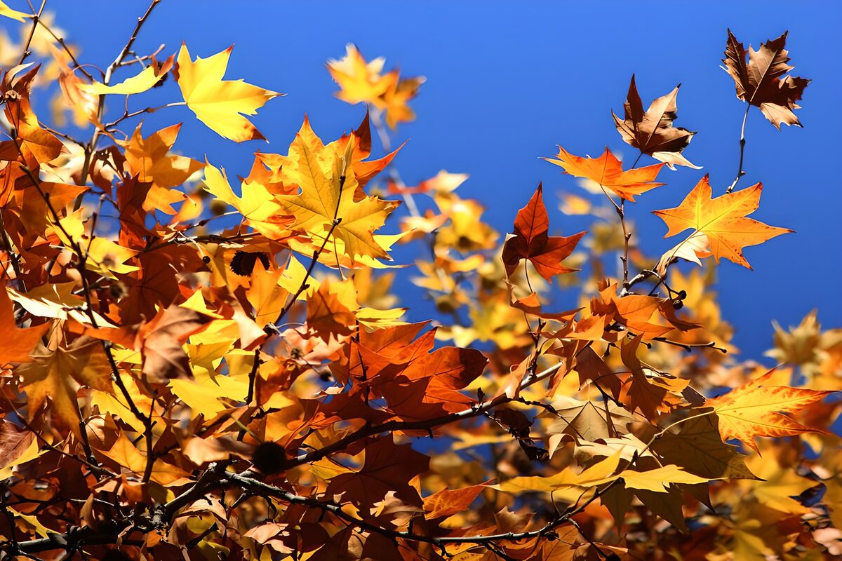 PDGIT8299485: Foglie d’autunno sul cielo blu