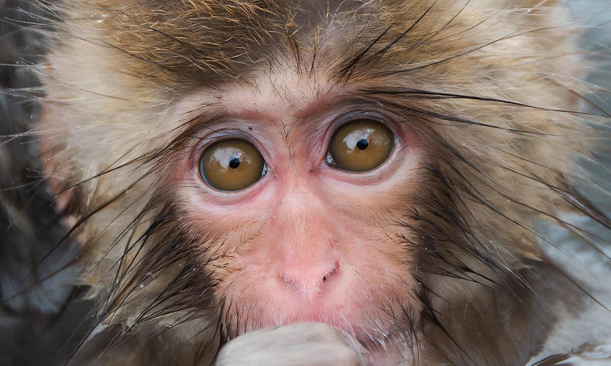 PDGIT8527506: Macaco in primo piano, sguardo curioso