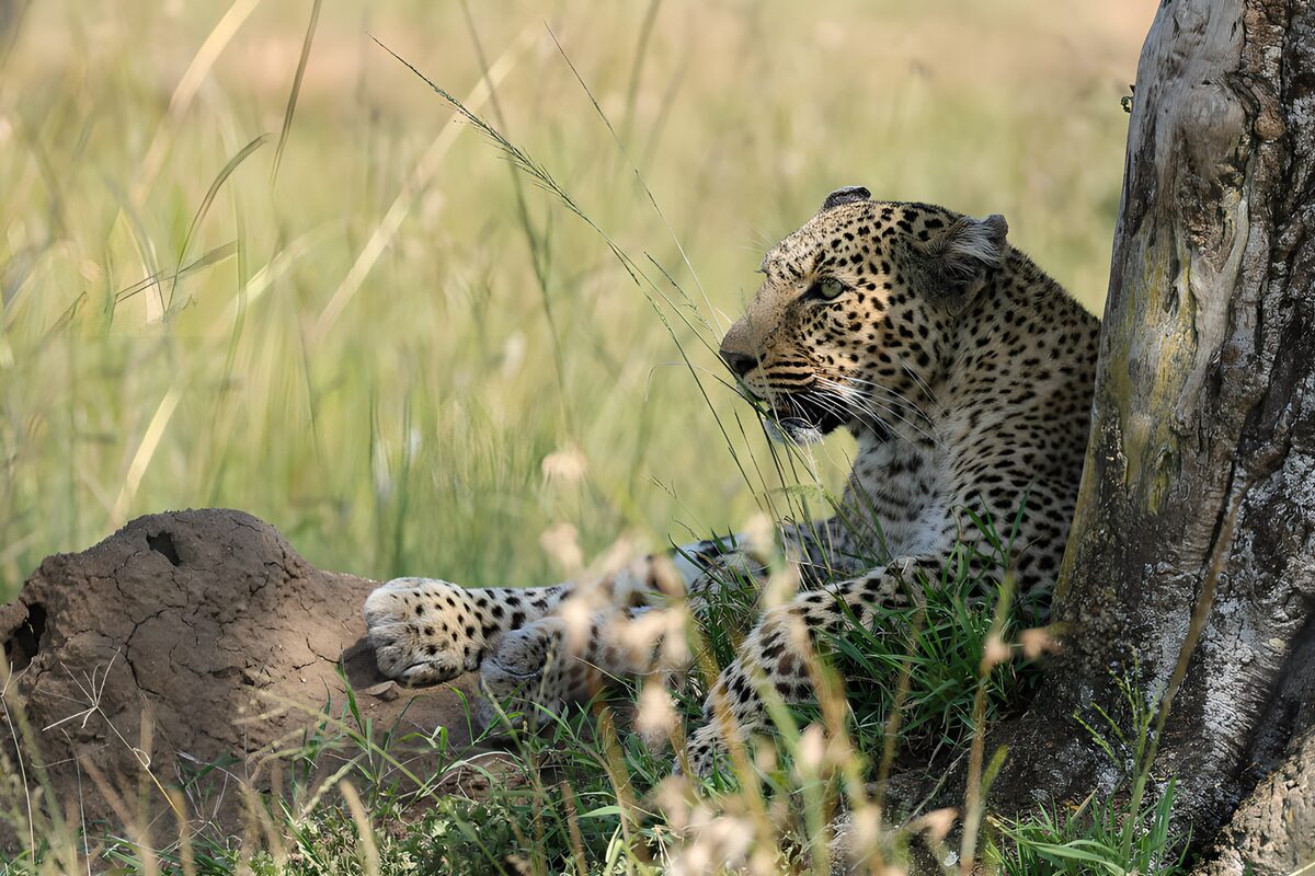 PDGIT2338468: Leopardo a riposo accanto al tronco