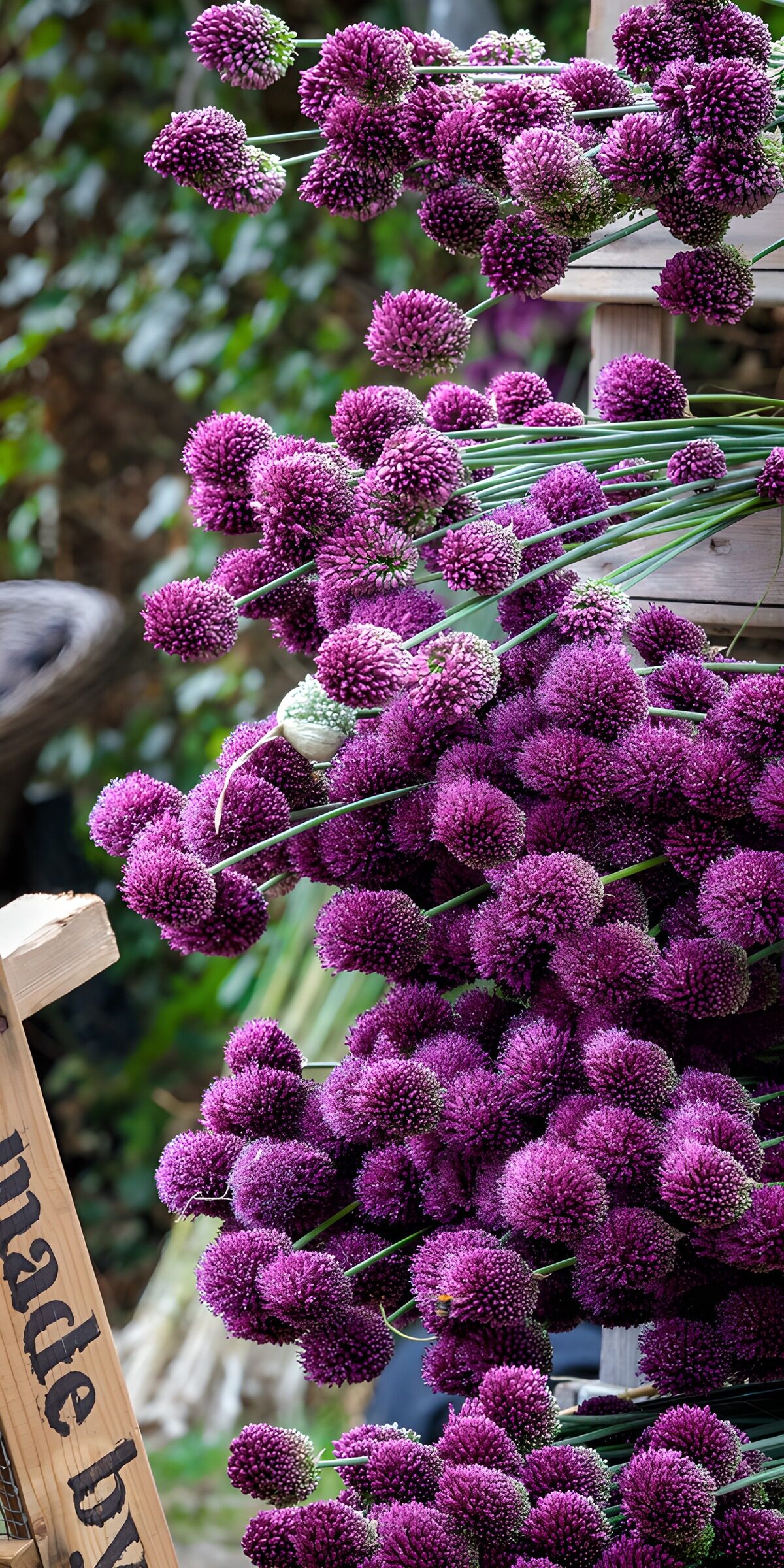 PDGIT1998479: Allium viola tra steli e legno chiaro