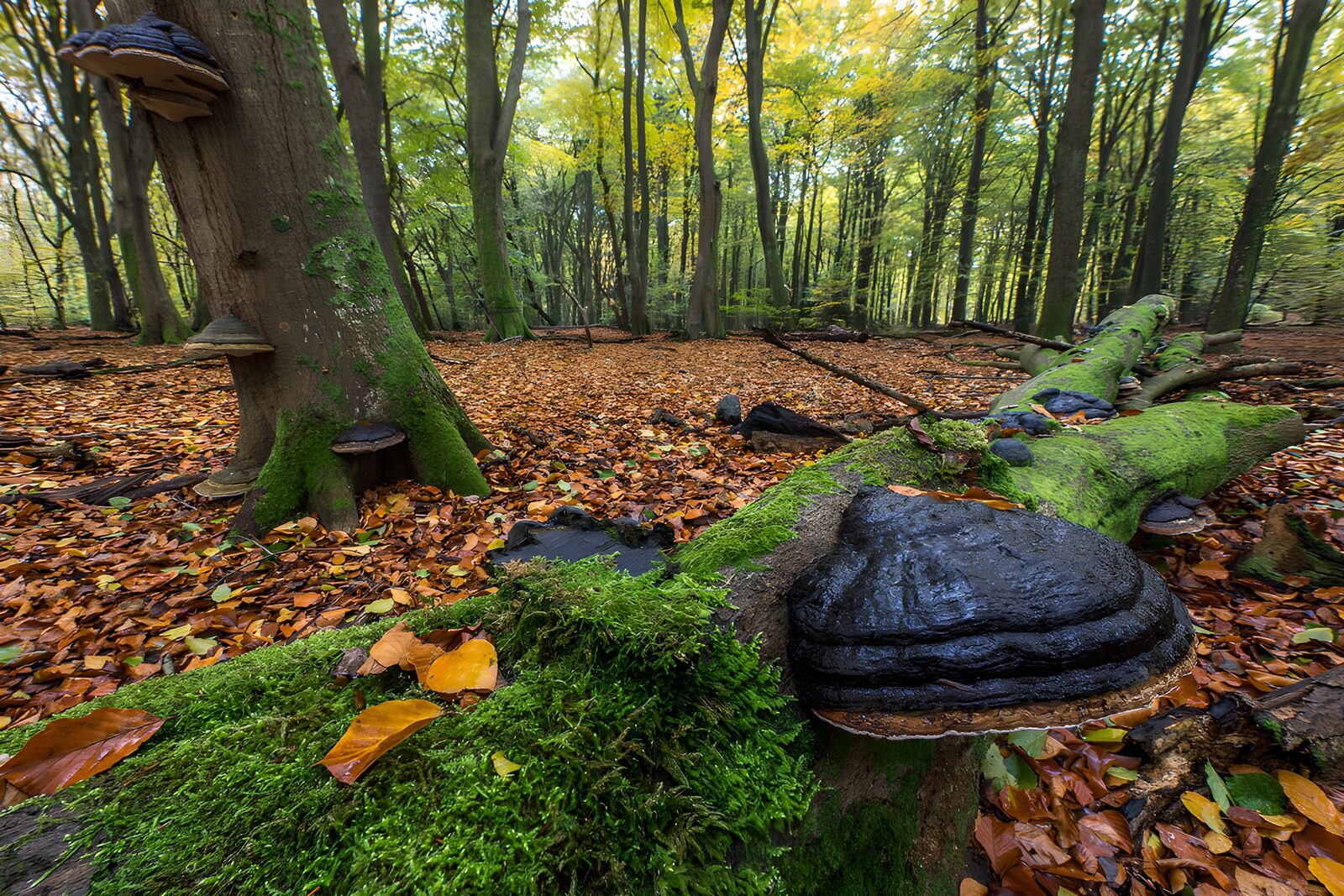 PDGIT1312811: Funghi e muschio nel bosco d’autunno