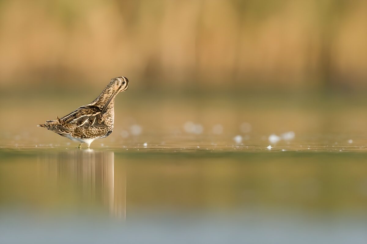 PDGIT9250679: Limicolo a riposo nell’acqua calma