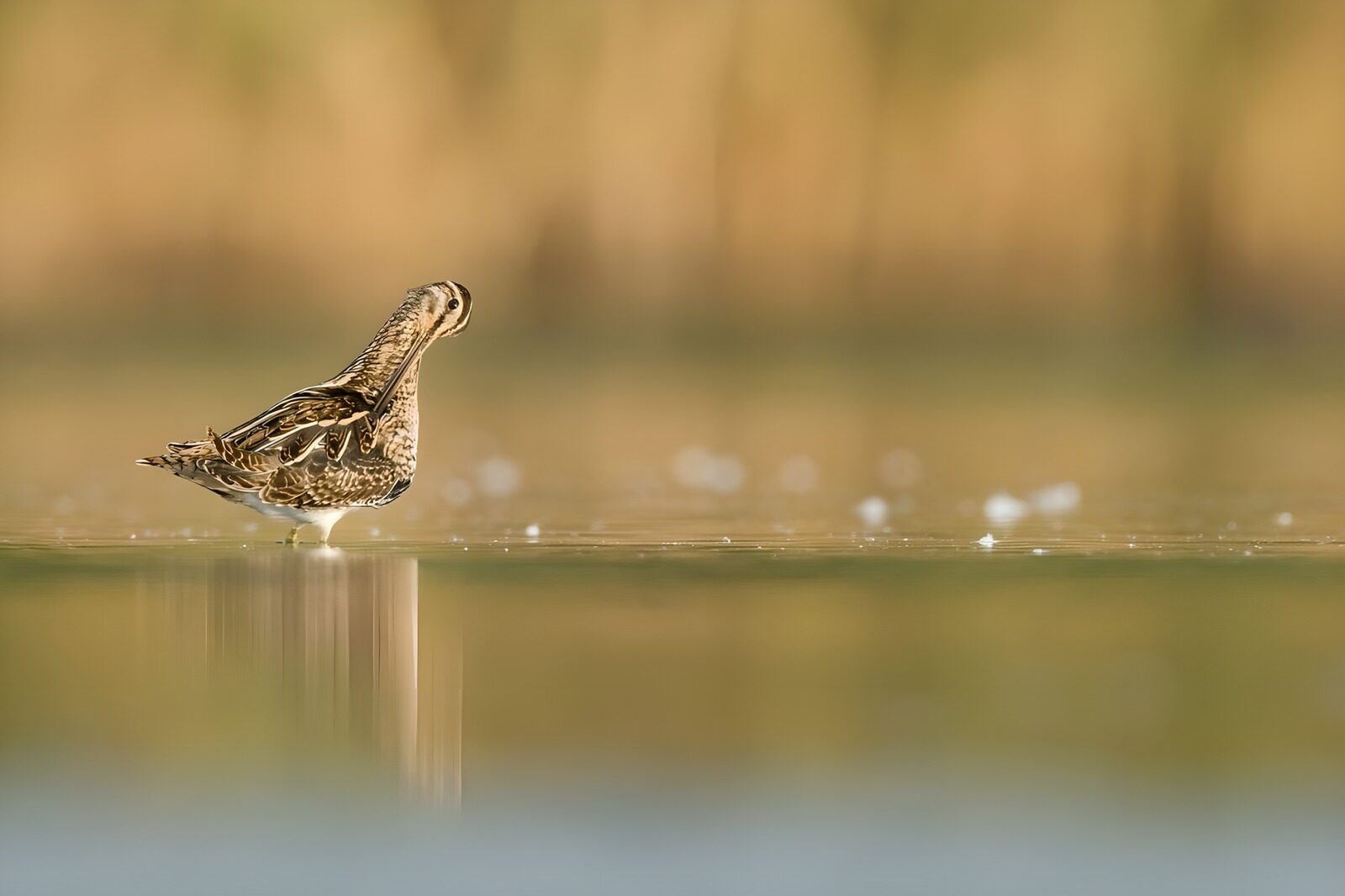 PDGIT9250679: Limicolo a riposo nell’acqua calma