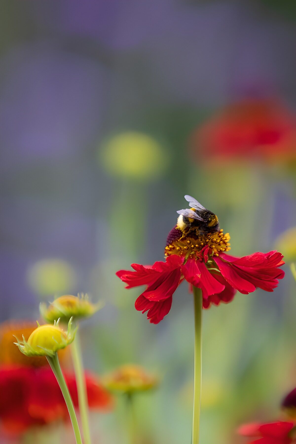 PDGIT9253567: Bombo su fiore rosso nella luce