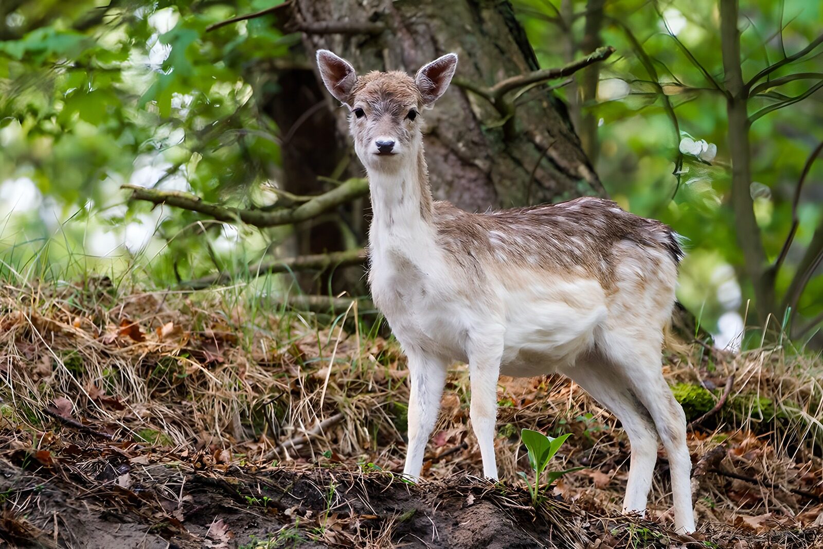 PDGIT1242048: Cerbiatto in piedi nel bosco