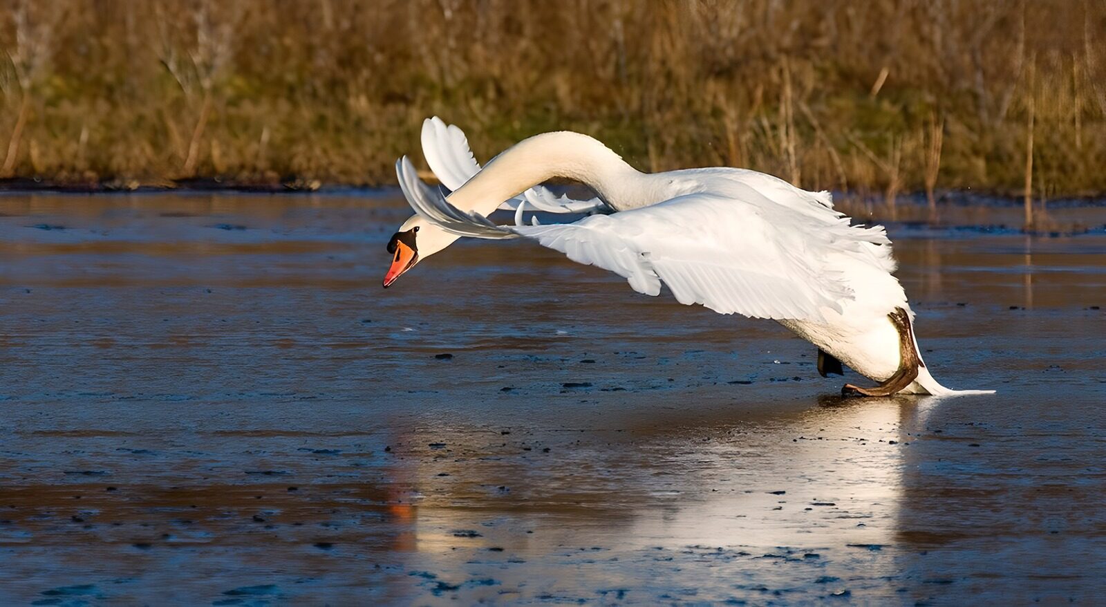 PDGIT6504208: Cigno ad ali aperte sul ghiaccio