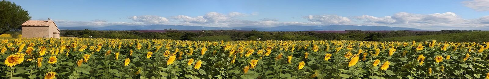 PDGIT5314615: Girasoli, un mare d’oro sotto le nuvole