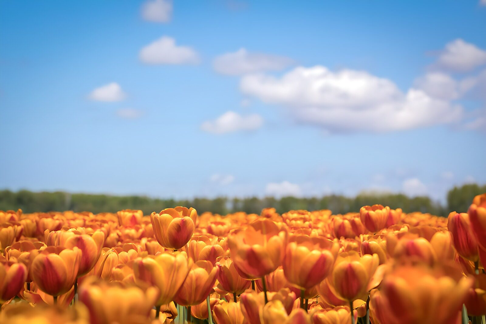 PDGIT2459582: Tulipani gialli e arancioni al sole